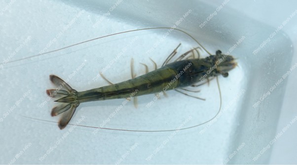 Tôm thẻ bố mẹ gia hóa Bình Minh 