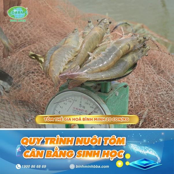 Tôm thẻ gia hóa Bình Minh 