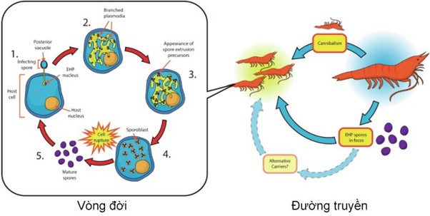 EHP và con đường lây truyền của chúng