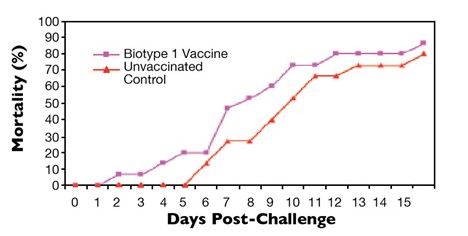 Bệnh Nhiễm Trùng Liên Cầu Khuẩn Ở Cá Rô Phi Hình 2: Hiệu quả của vắc xin S. agalactiae kiểu hình 1 chống lại sự tấn công của chủng kiểu hình 2.