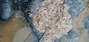 Tôm chết do nhiễm bệnh TPD gây thiệt hại nghiêm trọng