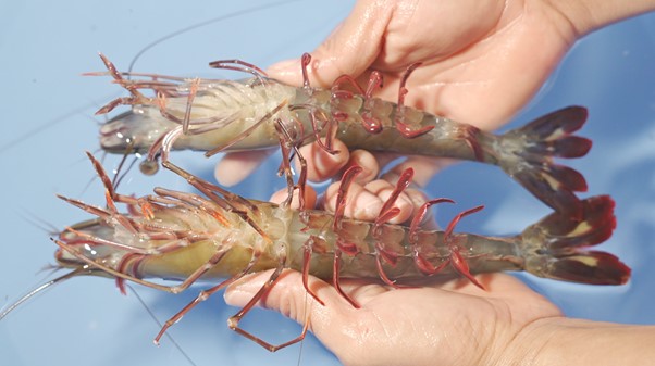 Quy Trình Chọn Lọc Tôm Gia Hóa Bố Mẹ Bình Minh Kiểm tra sức khỏe định kỳ cho tôm bố mẹ