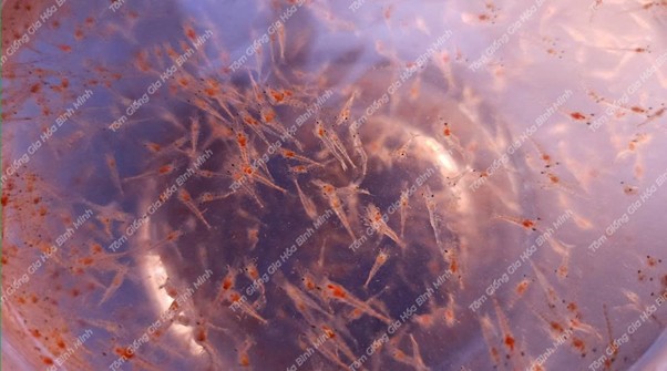 Tôm thẻ gia hóa Bình Minh 