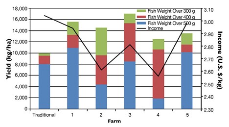 Tăng Sản Lượng Cá Rô Phi, Lợi Nhuận Có Thật Sự Bứt Phá? Hình 1: Phân bố kích thước và thu nhập trung bình trong các ao truyền thống và các hồ chứa tiêu biểu tại các trang trại nuôi cá rô phi.