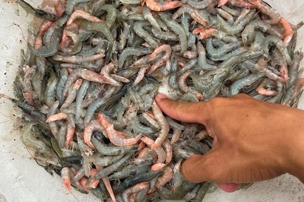 EHP gây thiệt hại kinh tế cho bà con nông dân