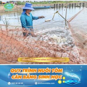 Tôm thẻ gia hoá Bình Minh nuôi theo mô hình công nghiệp ao đất