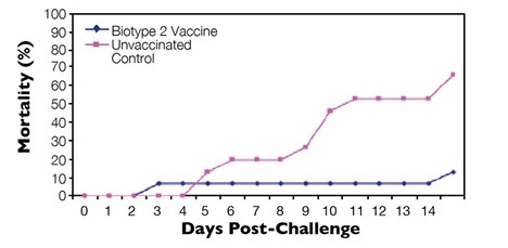 Bệnh Nhiễm Trùng Liên Cầu Khuẩn Ở Cá Rô Phi Hình 3: Hiệu quả của vắc xin S. agalactiae kiểu hình 2 chống lại sự tấn công của chủng kiểu hình 2.