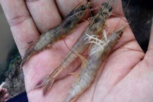 Tôm có dấu hiệu bị EHP