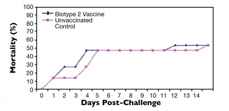 Bệnh Nhiễm Trùng Liên Cầu Khuẩn Ở Cá Rô Phi Hình 4: Hiệu quả của vắc-xin S. agalactiae kiểu hình 2 chống lại sự tấn công của chủng kiểu hình 1.