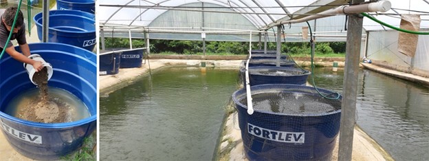 So Sánh Ao Nuôi Cá Rô Phi Mật Độ Cao Có Nước Màu Xanh Và Nước Đục: Đánh Giá Về Hiệu Quả Nuôi, Chất Lượng Nước Và Mức Độ Phát Sinh Mùi Vị Khó Chịu Hình ảnh tổng quan một số bể thí nghiệm với hệ thống cấp nước và khí riêng biệt. Bên trái là vị trí đặt đất ở đáy bể. Lưới chống chim được đặt phía trên các bể để ngăn cá nhảy ra ngoài và tránh bị chim ăn thịt.