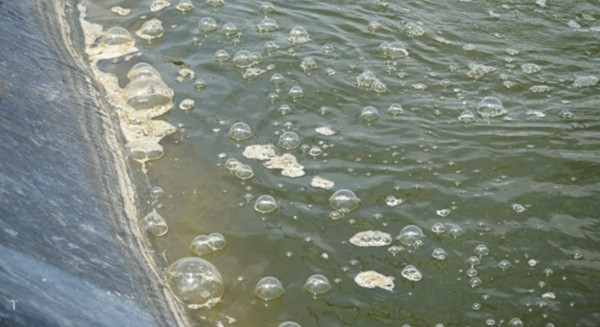 Môi trường ao nuôi bị ô nhiễm dẫn đến tôm bị bệnh EHP