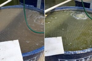 So sánh trực quan giữa ao nước xanh và ao nước bùn (chứa đất sét lơ lửng) vào ngày đầu tiên của thí nghiệm.