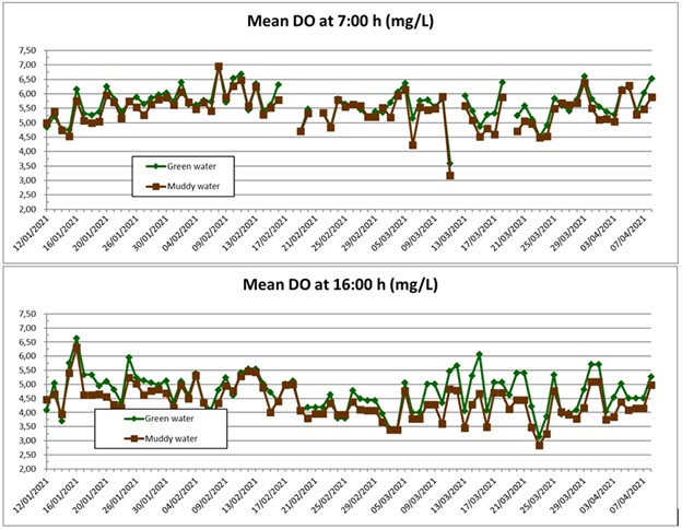 So Sánh Ao Nuôi Cá Rô Phi Mật Độ Cao Có Nước Màu Xanh Và Nước Đục: Đánh Giá Về Hiệu Quả Nuôi, Chất Lượng Nước Và Mức Độ Phát Sinh Mùi Vị Khó Chịu Hình 1 (a,b): Nồng độ oxy hòa tan trung bình (DO) lúc 7:00 và 16:00 trong bể nước xanh và bể nước đục.