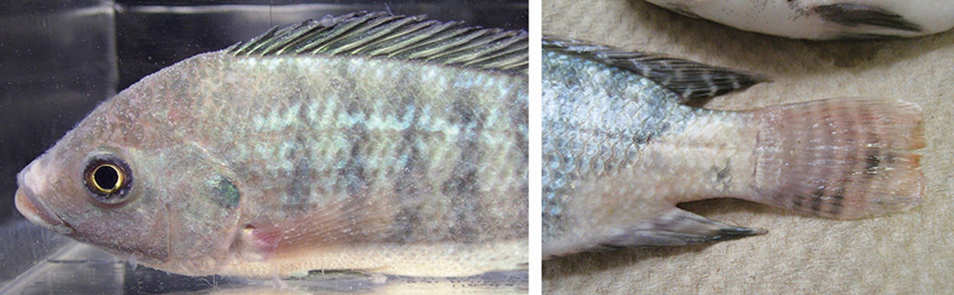Cá rô phi nhiễm Ichthyophthirius multifiliis có các đốm trắng trên da và vây (bên trái). Nhiễm Flavobacterium columnare gây ra các tổn thương ở vây đuôi.
