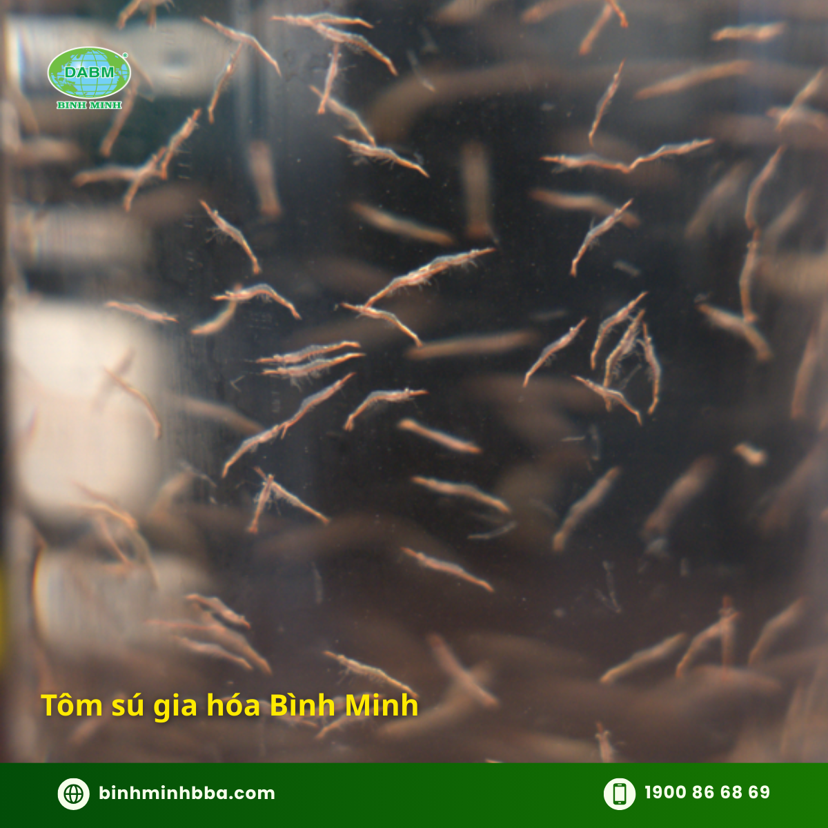 Ảnh: Tôm sú gia hóa Bình Minh 