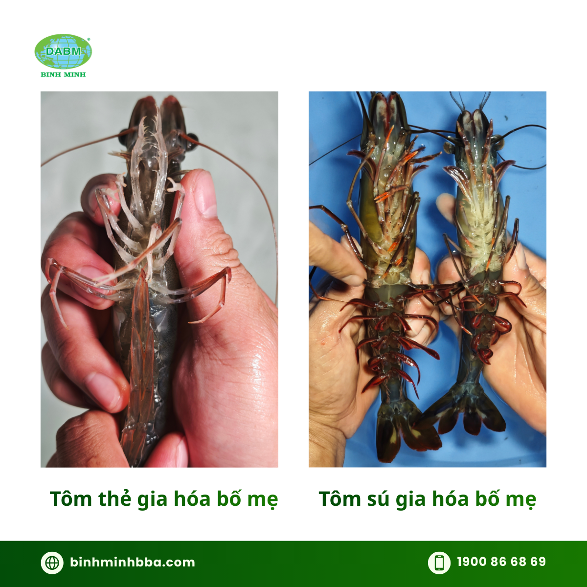 Ảnh: Tôm gia hóa bố mẹ Bình Minh 