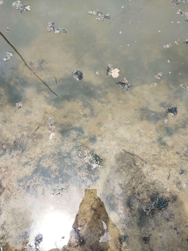 Ao nuôi tích tụ khí độc 