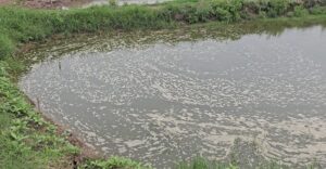 Ao nuôi tích tụ khí độc