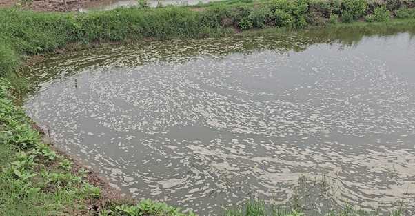 Khí độc trong ao nuôi tôm 