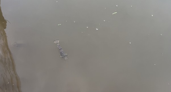 Tôm nổi đầu do khí độc 