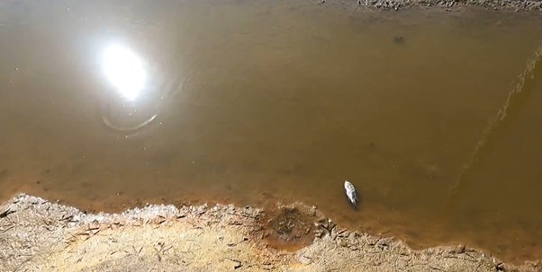 Nước ao nhiễm phèn 