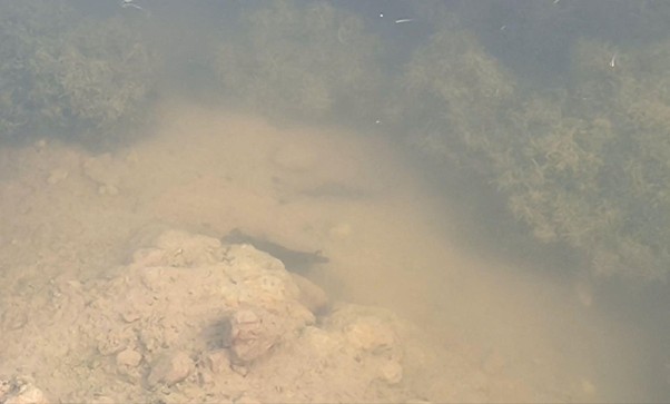 Đáy ao bị lão hóa