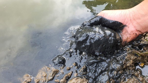 Đáy ao tích tụ mùn bã hữu cơ