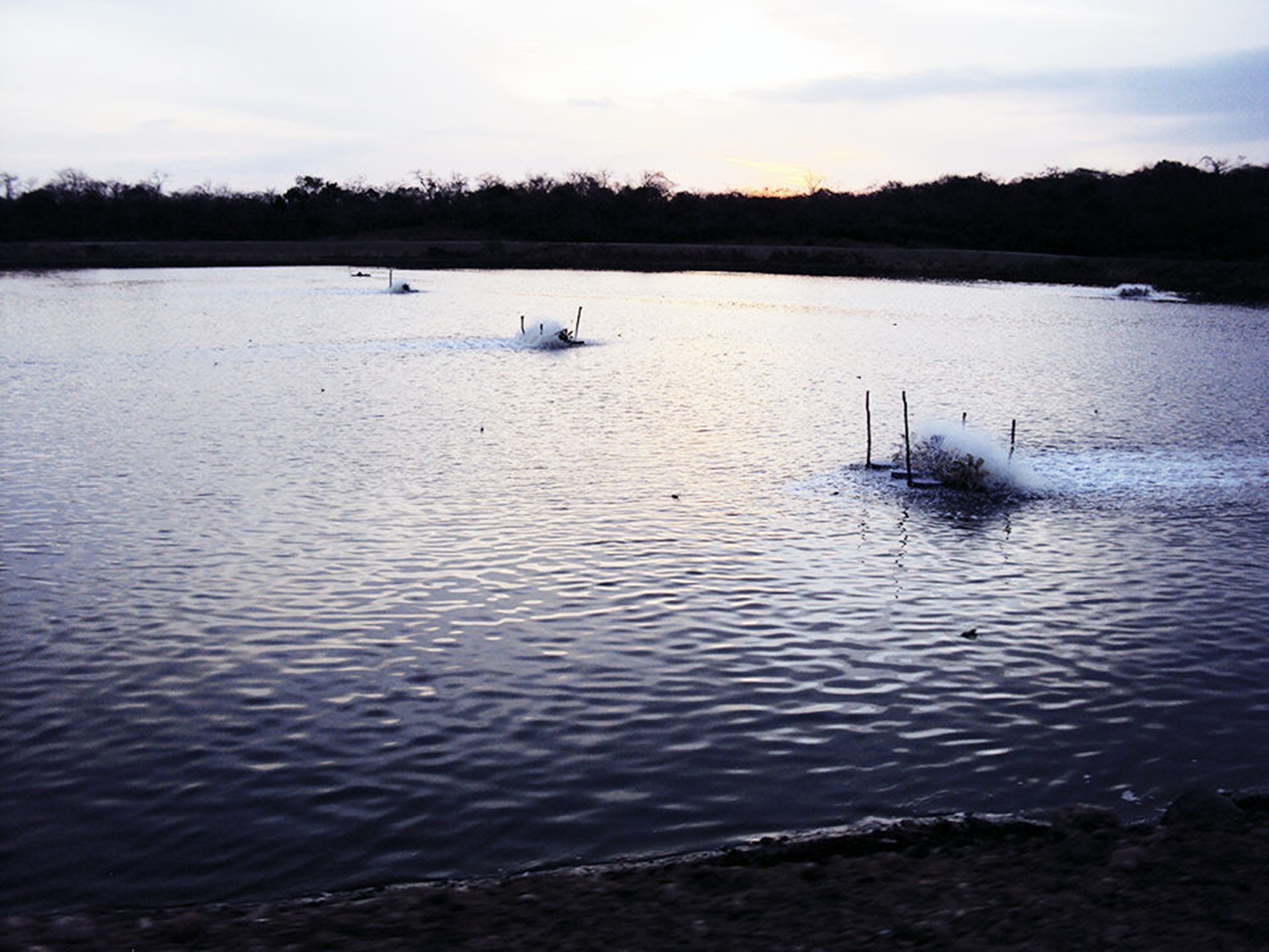 Lượng chất hữu cơ dư thừa trong hệ thống nuôi cấy tạo điều kiện sinh trưởng tuyệt vời cho các mầm bệnh cơ hội. Vi khuẩn có lợi phân hủy chất hữu cơ, từ đó giúp giảm nguy cơ mắc bệnh.