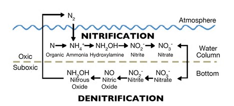 Hình 1: Quá trình nitrat hóa và khử nitrat của vi khuẩn.