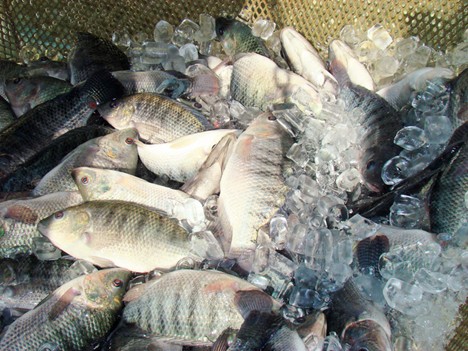 Kết quả nghiên cứu này cho thấy rằng bằng cách sử dụng lý thuyết protein lý tưởng để xây dựng khẩu phần ăn bổ sung bốn axit amin hạn chế đầu tiên (Lys, Met, Thr, Ile), hàm lượng protein tiêu hóa có thể giảm từ 32,3% xuống 27,7% mà không ảnh hưởng xấu đến các chỉ số năng suất của cá rô phi lai.