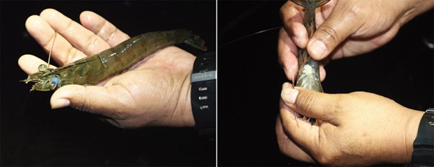 Telicum là cơ quan sinh sản của tôm cái, và khi sẵn sàng, chúng trải qua quá trình phát triển buồng trứng. Ảnh của Orly Saltos.