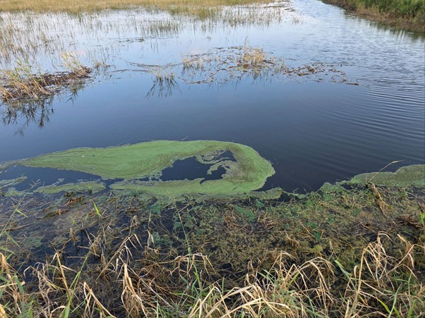 Rong chết trong ao 