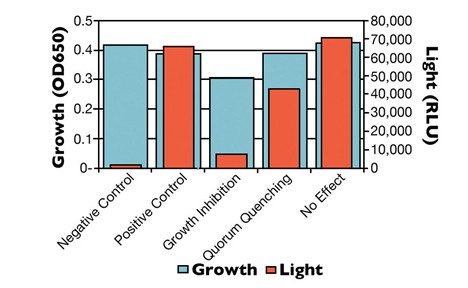 Hình 4: Ví dụ về sự dập tắt tín hiệu QS. Sự ức chế tăng trưởng theo mặc định dẫn đến hoạt động liên quan đến tín hiệu QS (sản sinh ánh sáng) giảm đi.