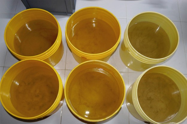 Tại khu vực rửa trứng và ấu trùng, chúng được đếm và phân loại theo từng lô trước khi chuyển đến khu vực nuôi ấu trùng. Ảnh của Orly Saltos.