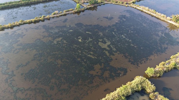 Xử Lý Rong Đá Trong Ao Quảng Canh Rong trong ao nuôi