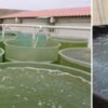 Vi tảo được nuôi cấy ở các quy mô khác nhau, ngày càng lớn hơn để đạt được khối lượng khổng lồ cần thiết nhằm đáp ứng nhu cầu của ấu trùng tôm. Quy mô trung bình (trái), quy mô lớn (giữa) và quy mô siêu lớn (phải). Ảnh của Orly Saltos.