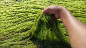 Rong bún xuất hiện dày đặc trong ao nuôi