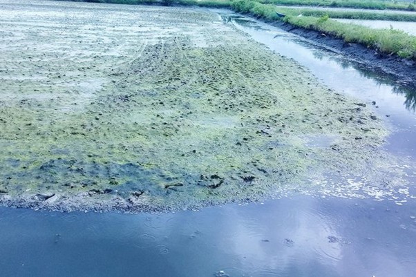 Rong bún chết làm ô nhiễm nước ao