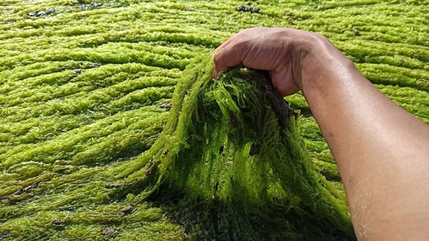 Rong bún xuất hiện dày đặc trong ao nuôi