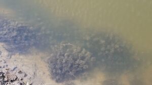 Rong đá trong ao nuôi