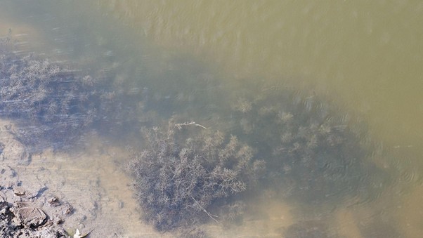 Xử Lý Rong Đá Trong Ao Quảng Canh Rong đá trong ao nuôi