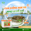 Ảnh: Cua giống sinh học Bình Minh thương phẩm