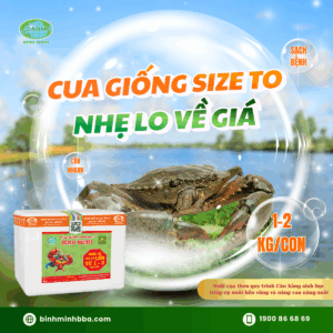 Ảnh: Cua giống sinh học Bình Minh thương phẩm