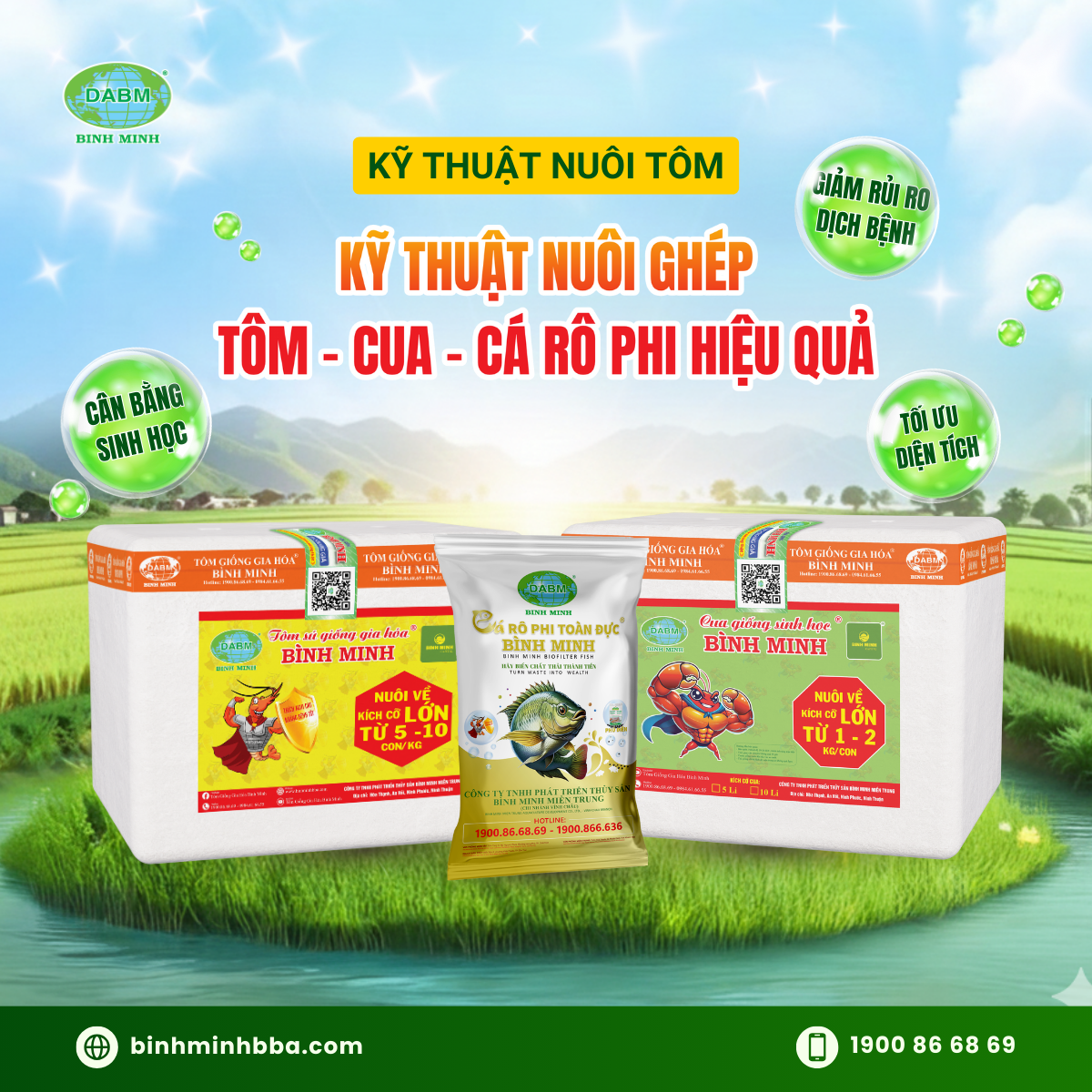 Kỹ Thuật Nuôi Cá Rô Phi Toàn Đực Bình Minh Đạt Năng Suất Cao