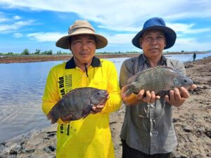 Ảnh: Nông dân thu hoạch cá rô phi toàn đực Bình Minh