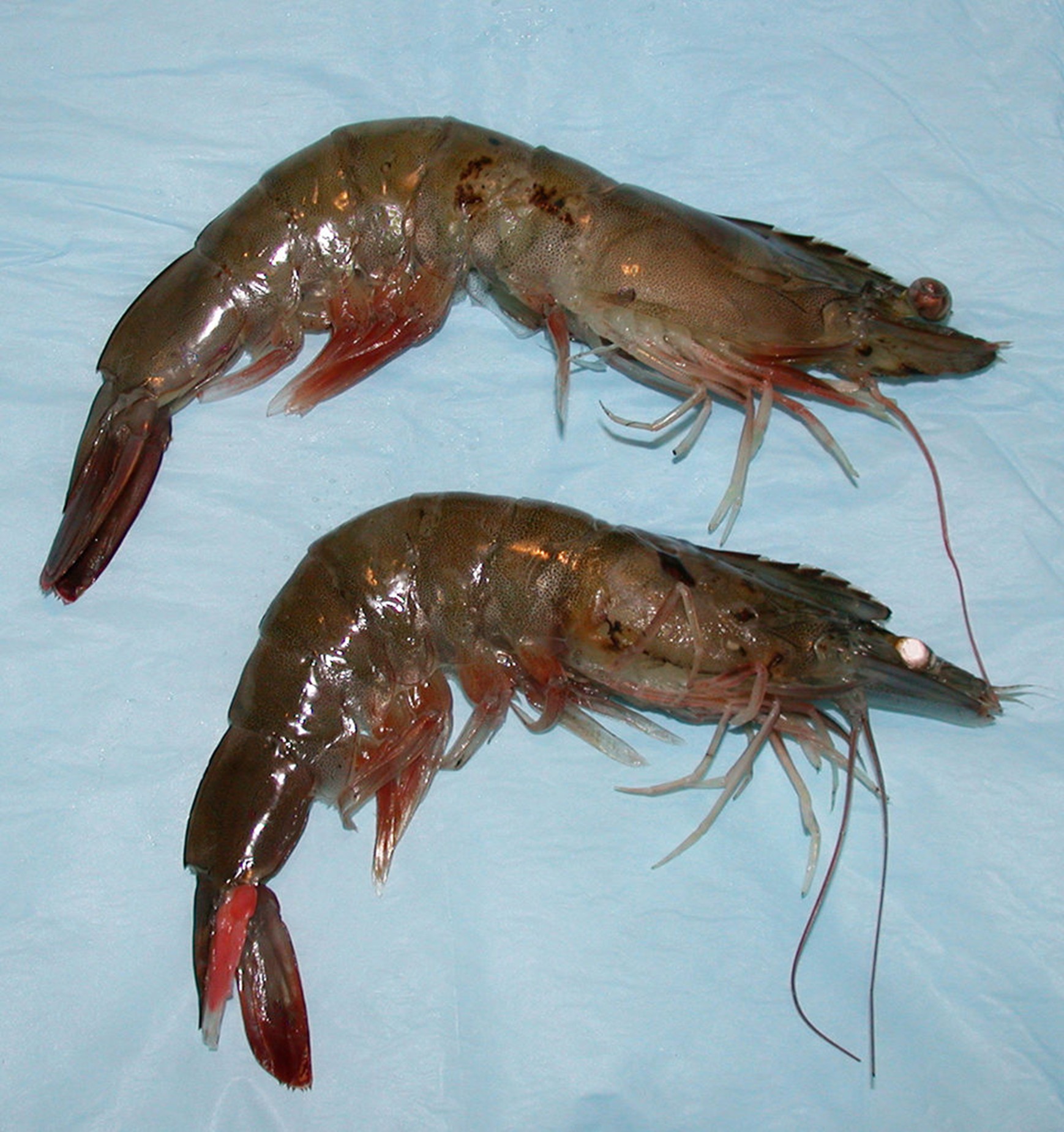 Nồng Độ Nitrat Cao Gây Độc Cho Tôm Picture1 4