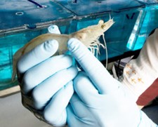 Một nhà nghiên cứu tại Đại học Virginia Tech đang kiểm tra tình trạng của một con tôm trong một thử nghiệm.