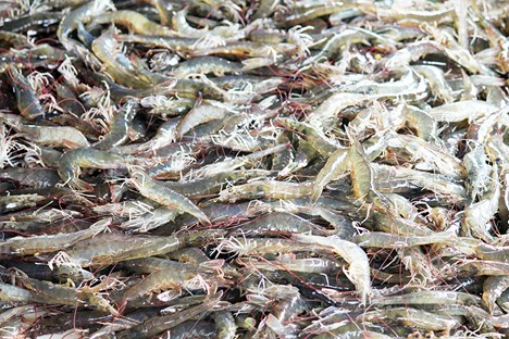 Nghiên Cứu Cho Thấy Chất Lượng Kết Cấu Của Tôm Còn Đầu Và Tôm Đã Bỏ Đầu Tương Tự Nhau Sau Khi Bảo Quản Lạnh Hiện tượng đuôi tôm bị nhũn thường liên quan đến tôm còn nguyên đầu.