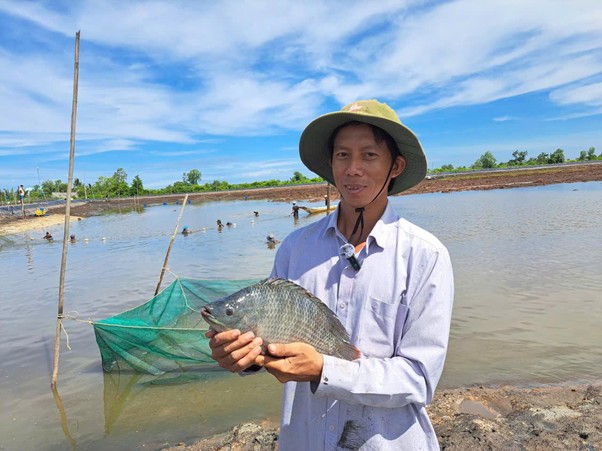 Ảnh: Thu hoạch cá rô phi toàn đực Bình Minh 