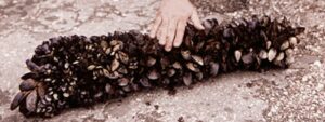 Nhiễm khuẩn Vibrio ở vẹm và các loài động vật có vỏ khác có thể được kiểm soát hiệu quả bằng nhiều phương pháp xử lý khác nhau.